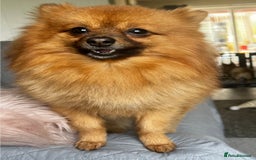Pomeranian dogs for sale: Gorgeous Pomeranian Puppies, 2 Boys and Two Girls - Image 22