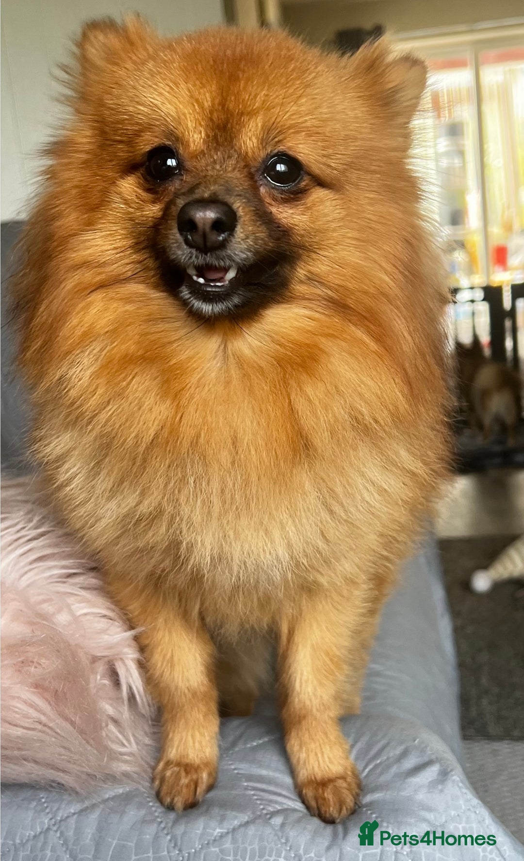Pomeranian dogs for sale: Gorgeous Pomeranian Puppies, 2 Boys and Two Girls - Image 22