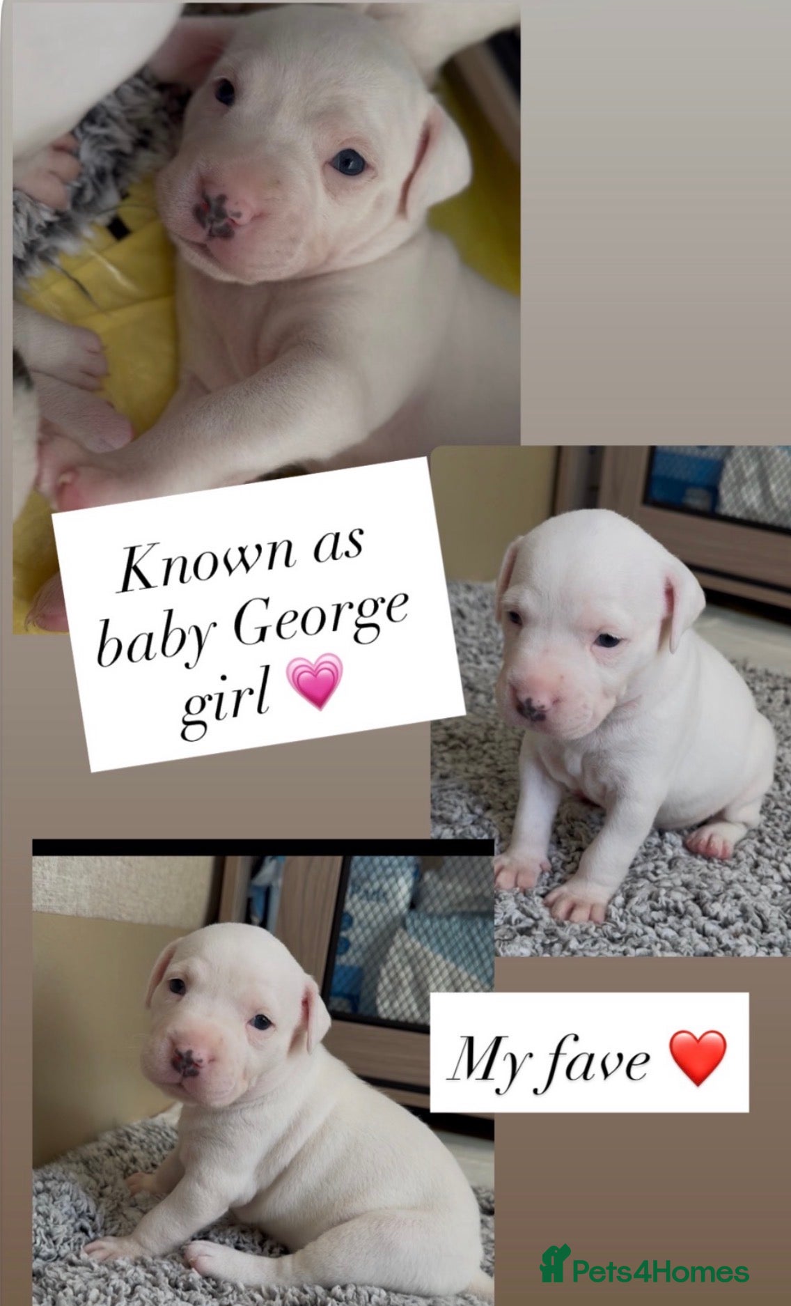 Mixed Breed dogs Beautiful American Bully x Staffy Puppies - Advert 2