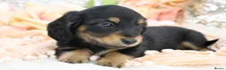 Miniature Dachshund dogs for sale: KC Longhair Miniature Dachshund Puppies - Advert 31