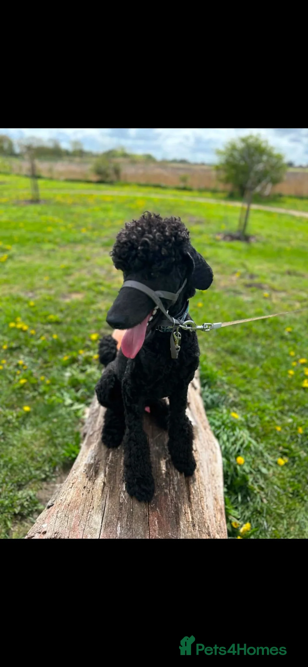 Standard Poodle dogs for sale: Standard poodle  - Advert 4