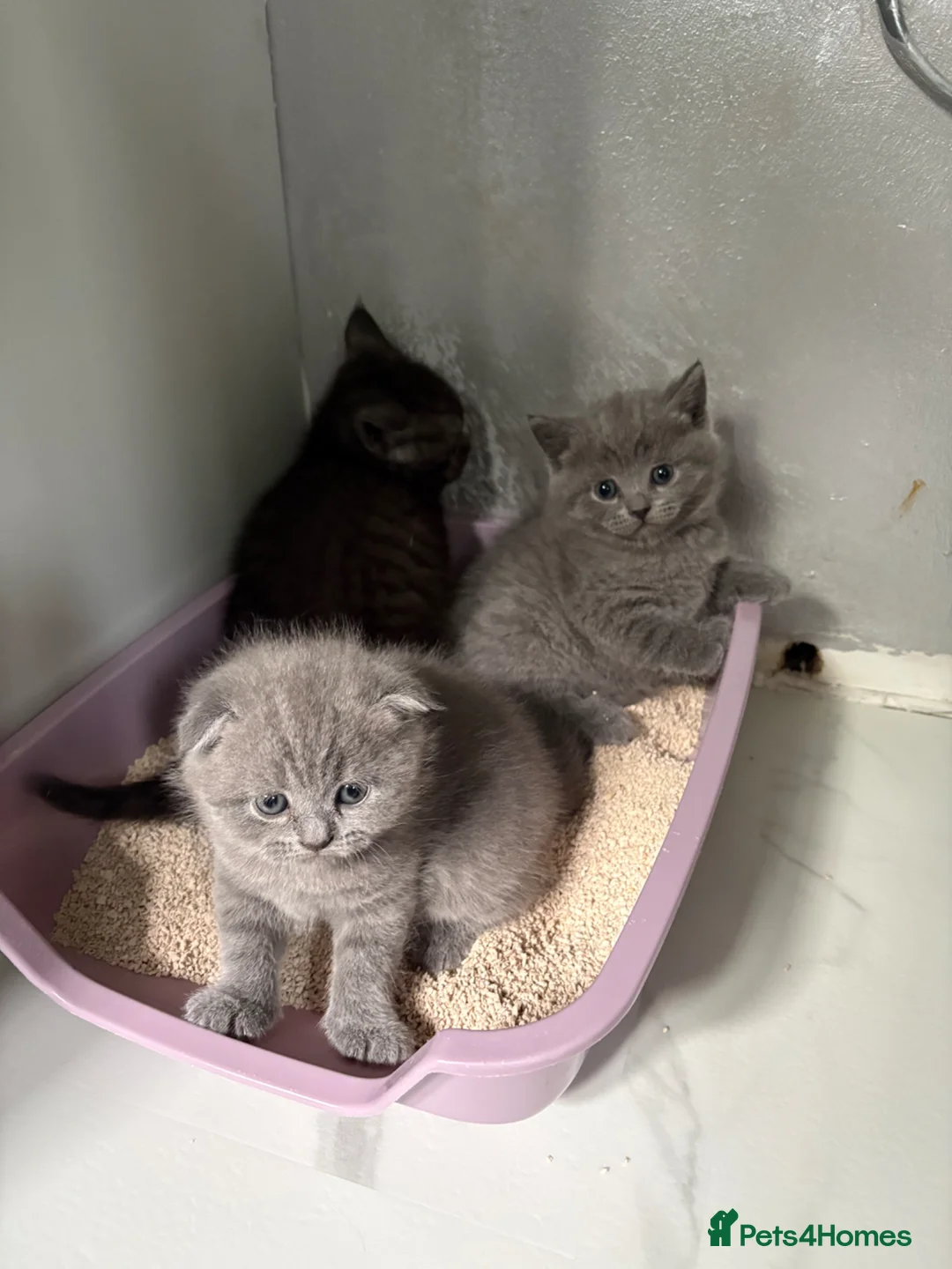Scottish Fold cats for sale: 🐈‍⬛4 amazing Scottish Fold/Straight kittens - Advert 1