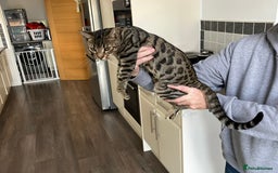 Bengal cats for sale: Beautiful Bengal boy for sale (read full ad) - Image 2