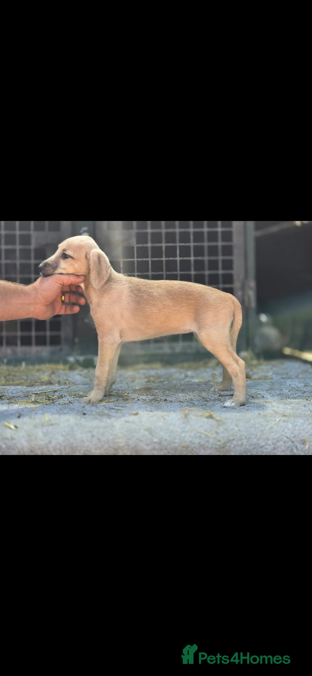 Mixed Breed dogs for sale: First cross Bedlington whippet pups - Advert 3