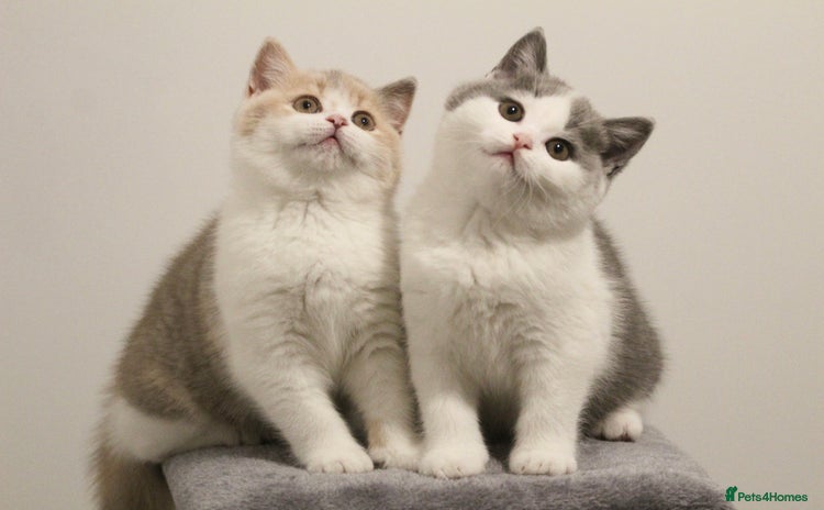 British Shorthair cats 🐾GCCF Registered British Shorthair Kittens🐾 - Advert 3