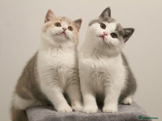 British Shorthair cats 🐾GCCF Registered British Shorthair Kittens🐾 - Advert 3