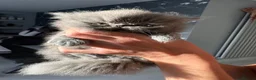 Persian cats for sale: GCCF Registered Blue Persian Kittens  - Advert 8