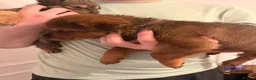 Mixed Breed dogs for sale: 🐾3 GIRLS LEFT🐾 - Advert 24