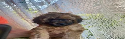 Cockapoo dogs for sale: 🐶Ready 23rd July🐶 Toy and min cockapoo F1bb. - Advert 8