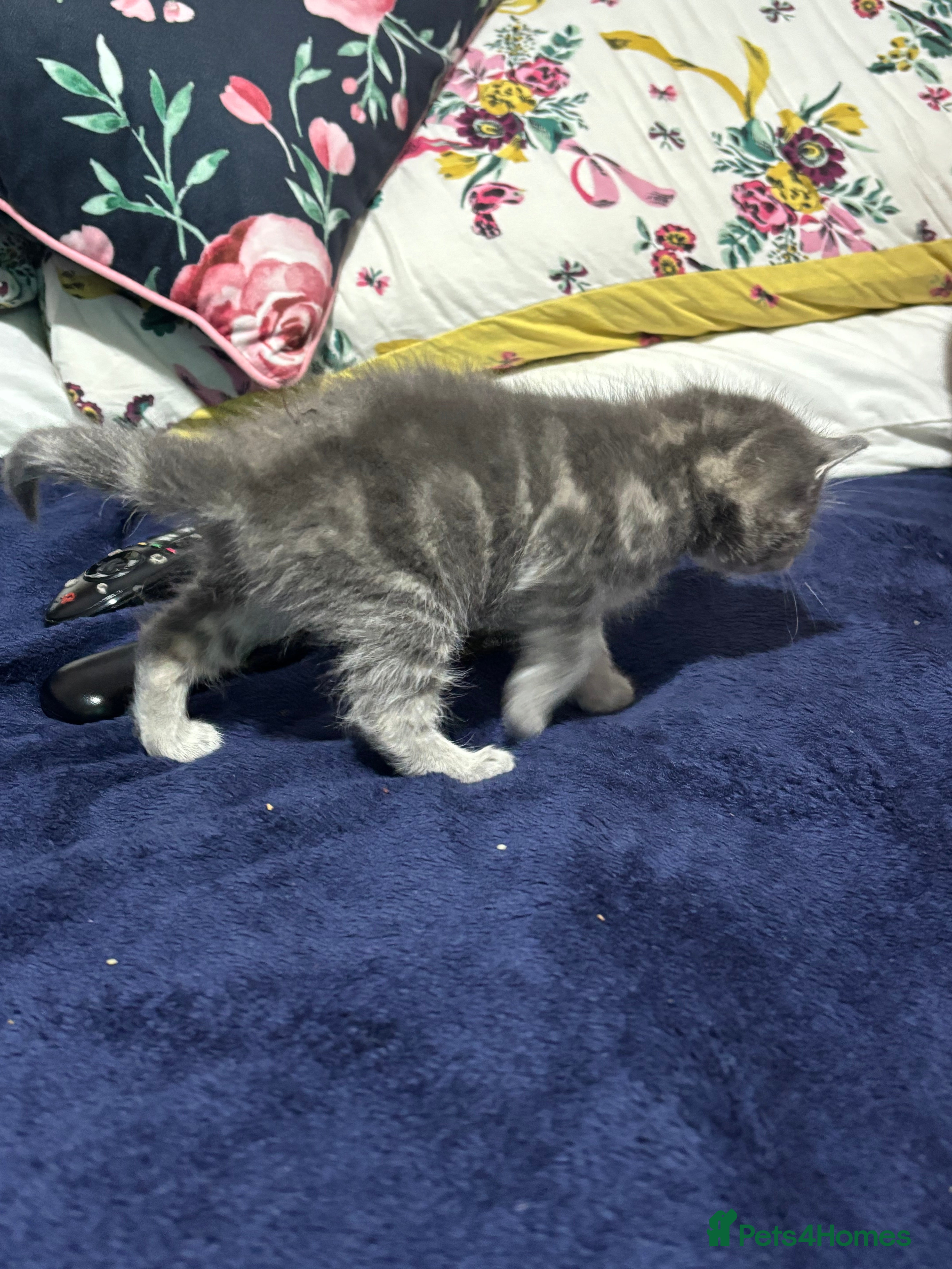 British Longhair cats NEED GONE British long hair x kittens ready to go - Advert 15