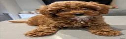Cavapoo dogs for sale: TOY CAVAPOO GIRL. Health tested and training begun - Advert 7