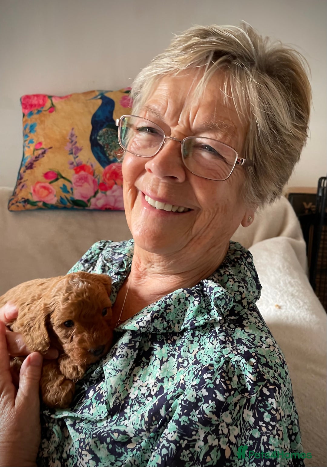 Miniature Poodle dogs for sale: 1 reserved 2 remaining ready 15th October  - Image 33