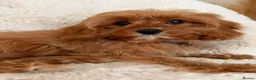 Cavapoo dogs for sale: Cavapoo Puppies in Sunderland - Advert 3