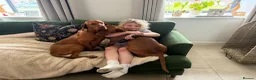 Hungarian Vizsla dogs for sale: Hungarian Vizsla expected litter June 2026 in Richmond - Advert 2
