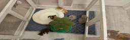 British Shorthair cats for sale: Beautiful British shorthair babies available  - Advert 5