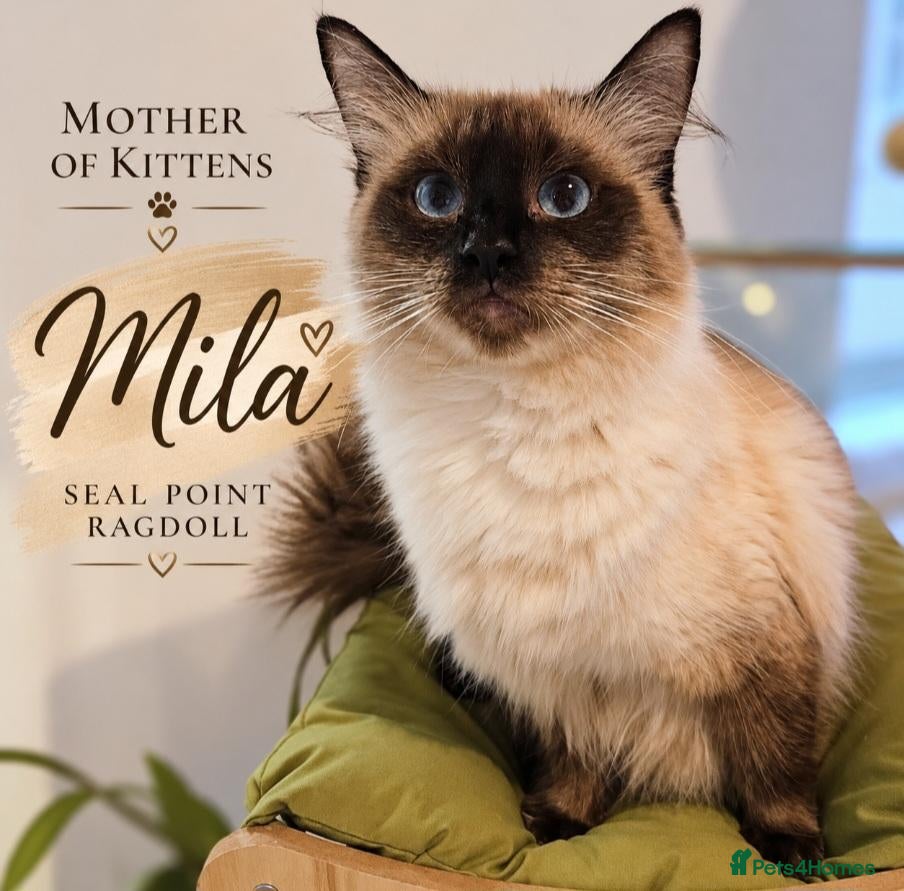 Ragdoll cats for sale: LOVELY BLUE EYED RAGDOLL KITTENS SEAL & LYNX POINT - Advert 1