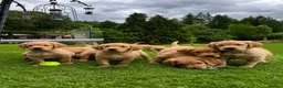 Golden Retriever dogs for sale: Outstanding Litter KC Reg Golden Retriever Puppies - Advert 7