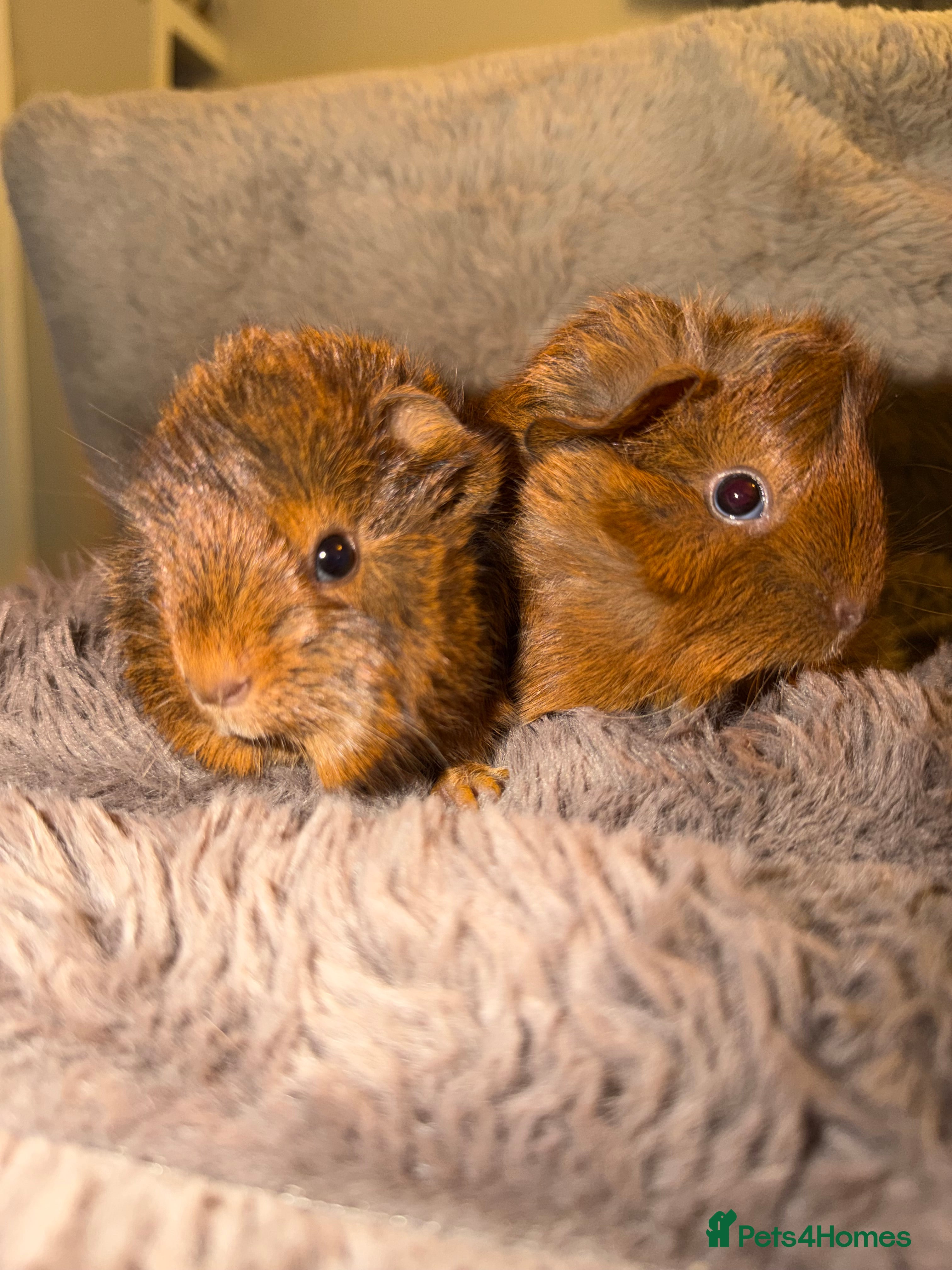 Guinea Pig rodents Baby Female and male Guinea pigs  - Advert 20