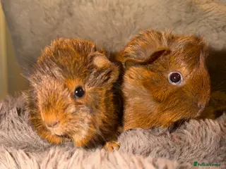 Guinea Pig rodents Baby Female and male Guinea pigs - Advert 20