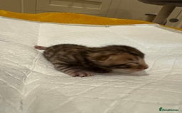 Bengal cats for sale: 💕 Pedigree Rosetted bengal kittens 💕 - Image 13