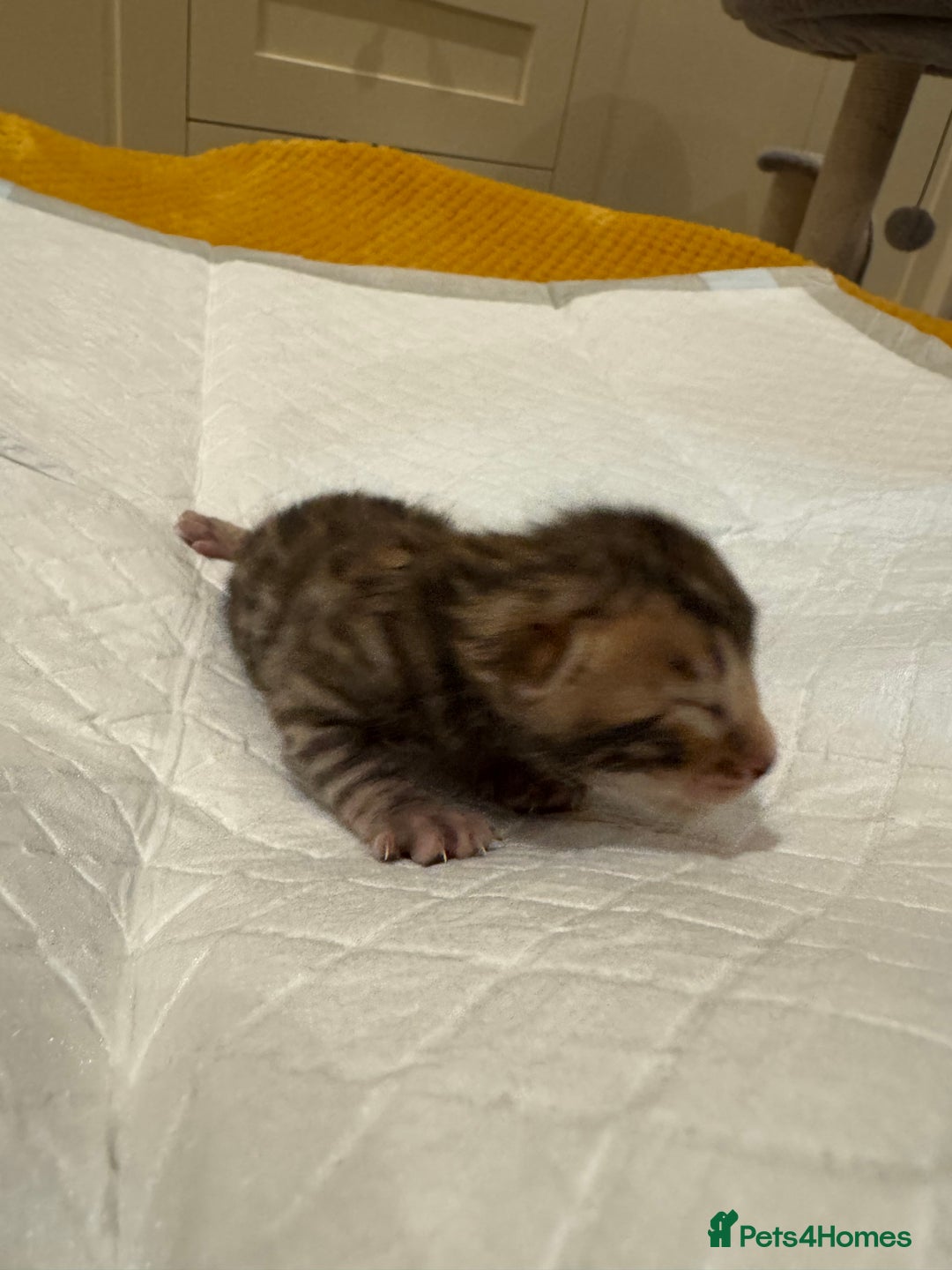 Bengal cats for sale: 💕 Pedigree Rosetted bengal kittens 💕 - Image 13