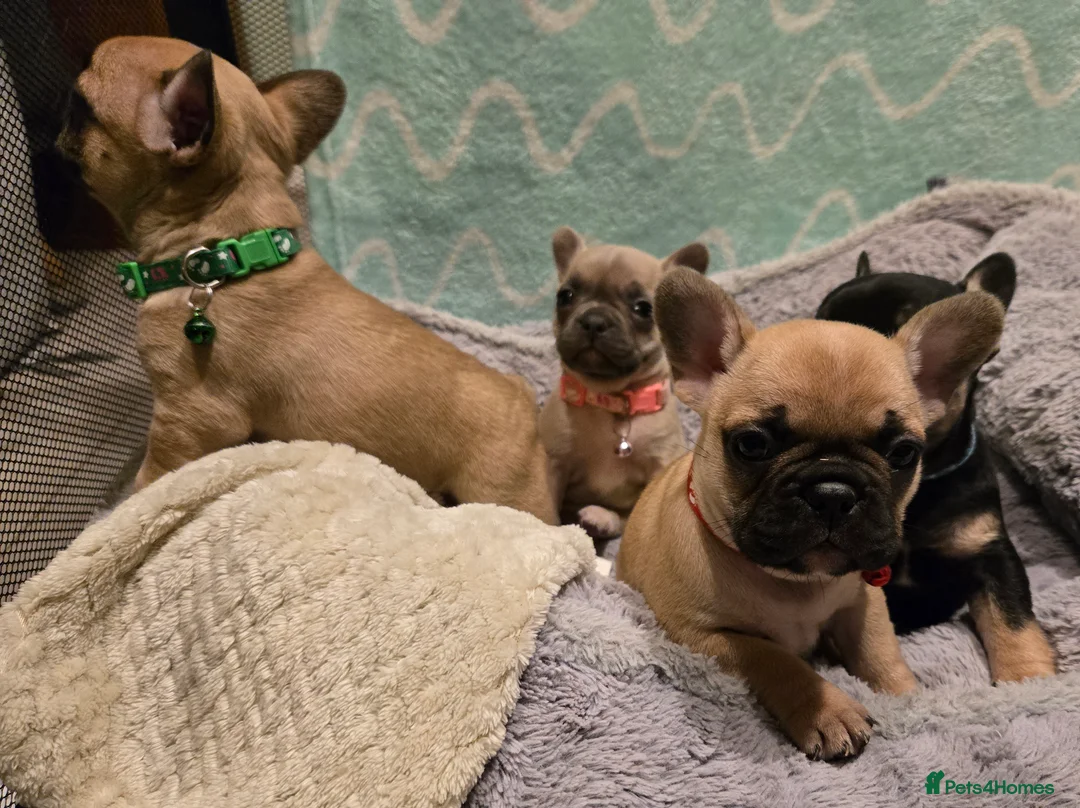 French Bulldog dogs for sale: French bulldog puppies.  - Advert 10