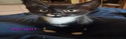 Mixed Breed cats for sale: Kittens  - Advert 7