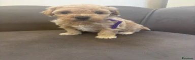 Purple collar