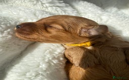 Mini Goldendoodle dogs for sale: 8 Lovingly Raised Miniature Goldendoodles  - Image 3