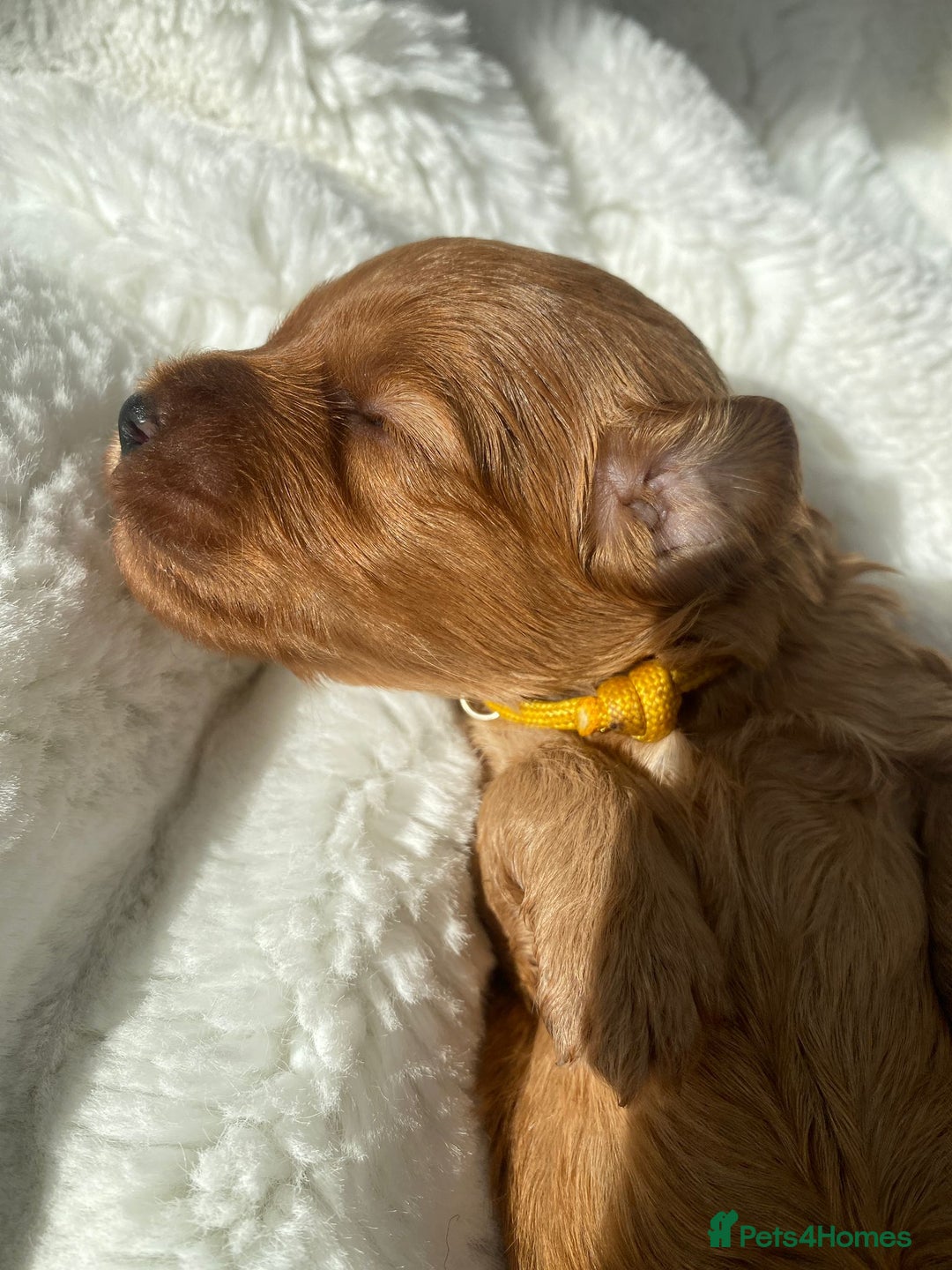 Mini Goldendoodle dogs for sale: 8 Lovingly Raised Miniature Goldendoodles  - Image 3