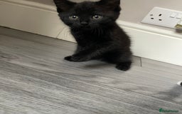Mixed Breed cats for sale: 5 Kittens for sale  - Image 13