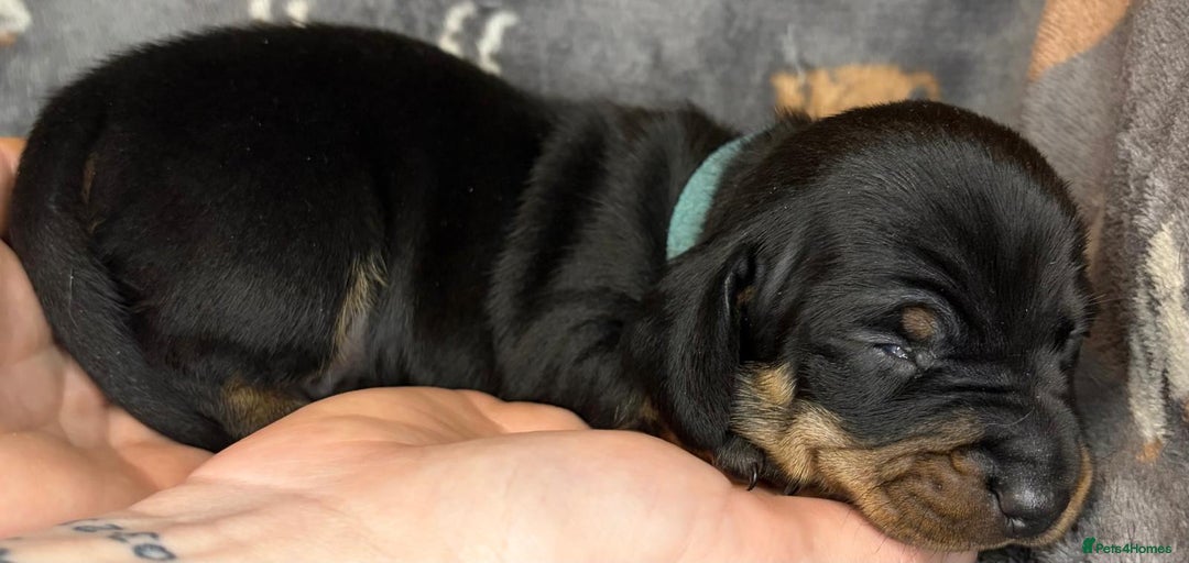 Miniature Dachshund dogs for sale: Beautiful dachshund puppies for sale  - Advert 3