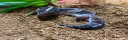 Gecko reptiles for sale: African fat-tailed gecko 🦎  - Advert 1