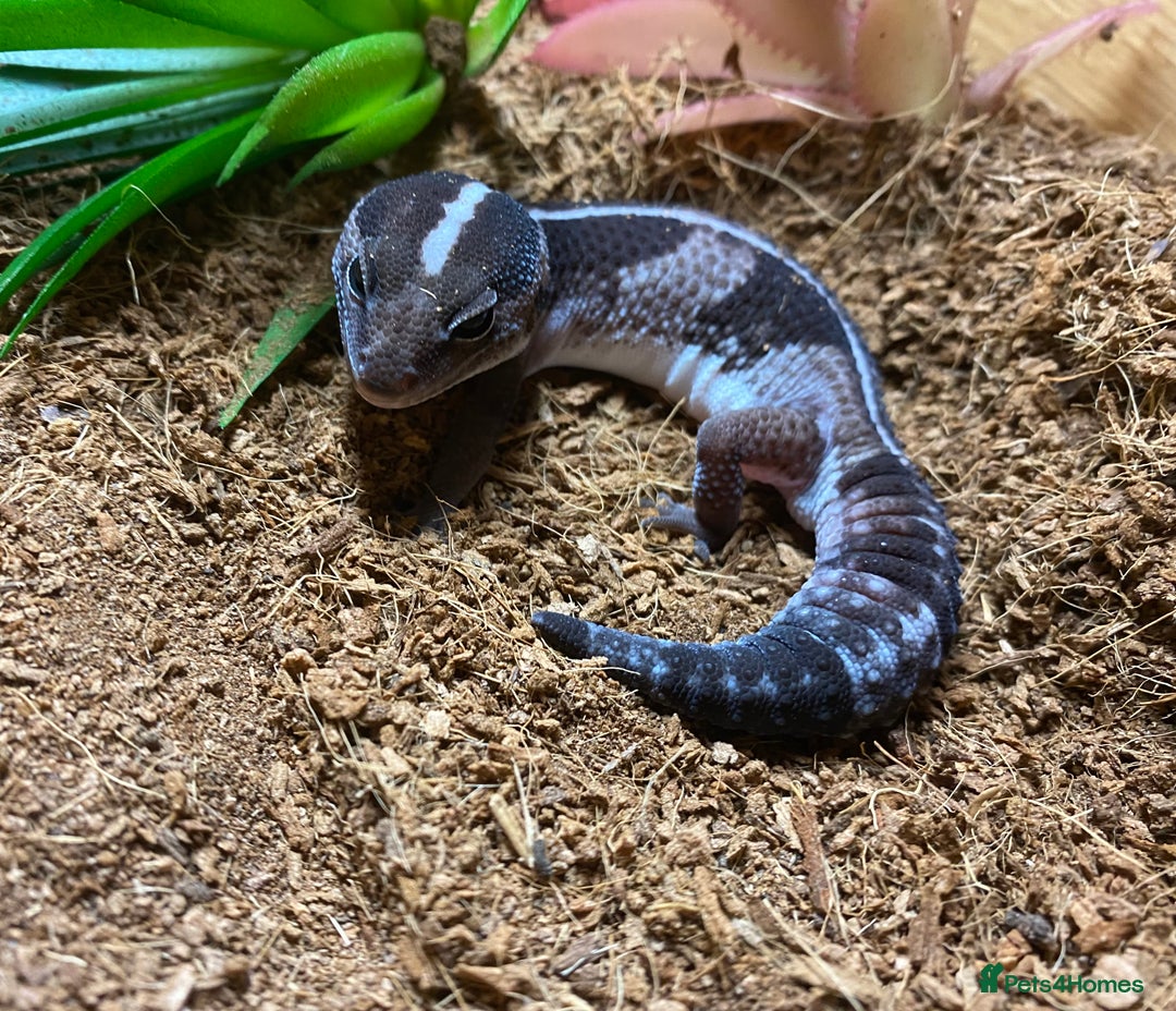 Gecko reptiles for sale: African fat-tailed gecko 🦎  - Advert 1