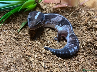Gecko reptiles African fat-tailed gecko 🦎 - Advert 2
