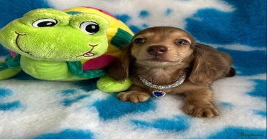 Miniature Dachshund dogs - Advert 16