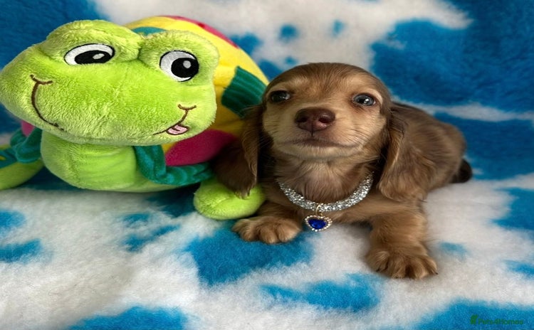 Miniature Dachshund dogs - Advert 1