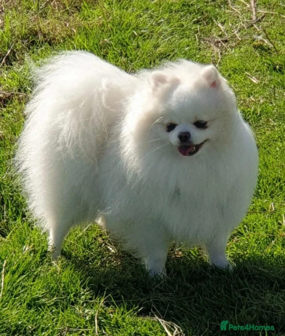 Pomeranian dogs for sale: Male Pomeranian   in Colchester - Advert 2