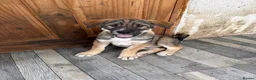Siberian Husky dogs for sale: One Beautiful Male Husky puppy  in Nelson - Advert 7