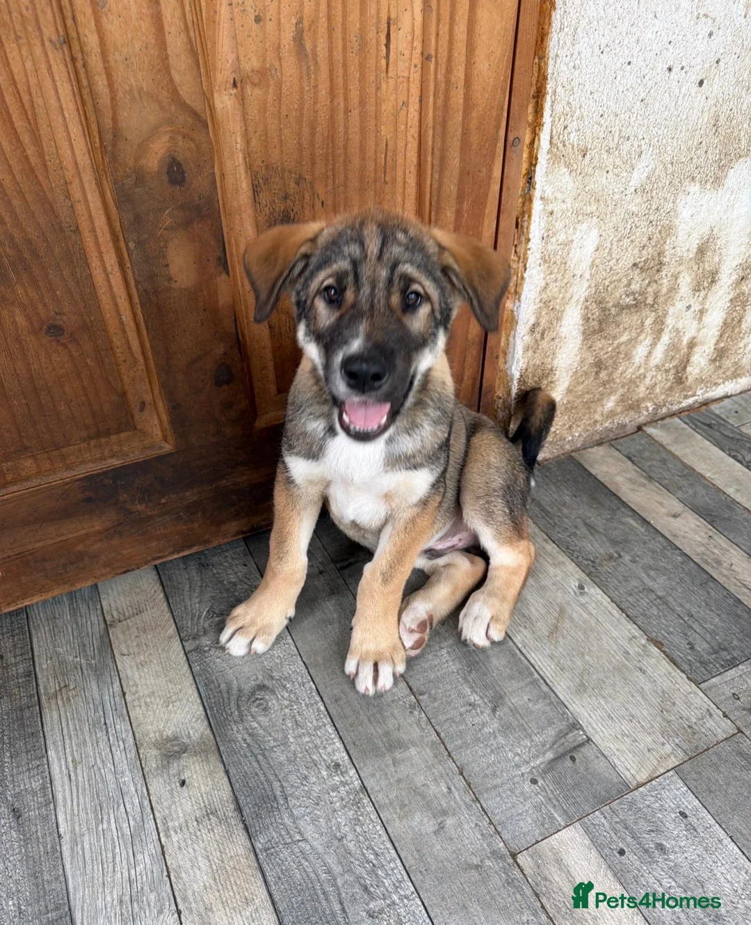 Siberian Husky dogs for sale: One Beautiful Male Husky puppy  in Nelson - Advert 7
