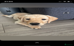 Labrador Retriever dogs for sale: Labrador puppy with papers  - Image 16