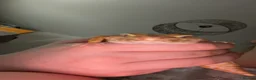 Leopard Gecko reptiles for sale: Leopard gecko🦎 in Darlington - Advert 2