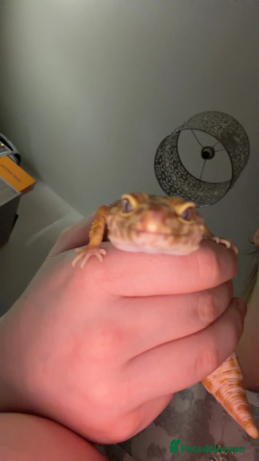 Leopard Gecko reptiles for sale: Leopard gecko🦎 in Darlington - Advert 2