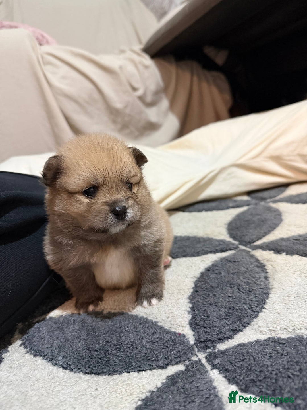Pomeranian dogs for sale: EXTRA SMALL POMERANIAN PUPPIES  - Advert 9
