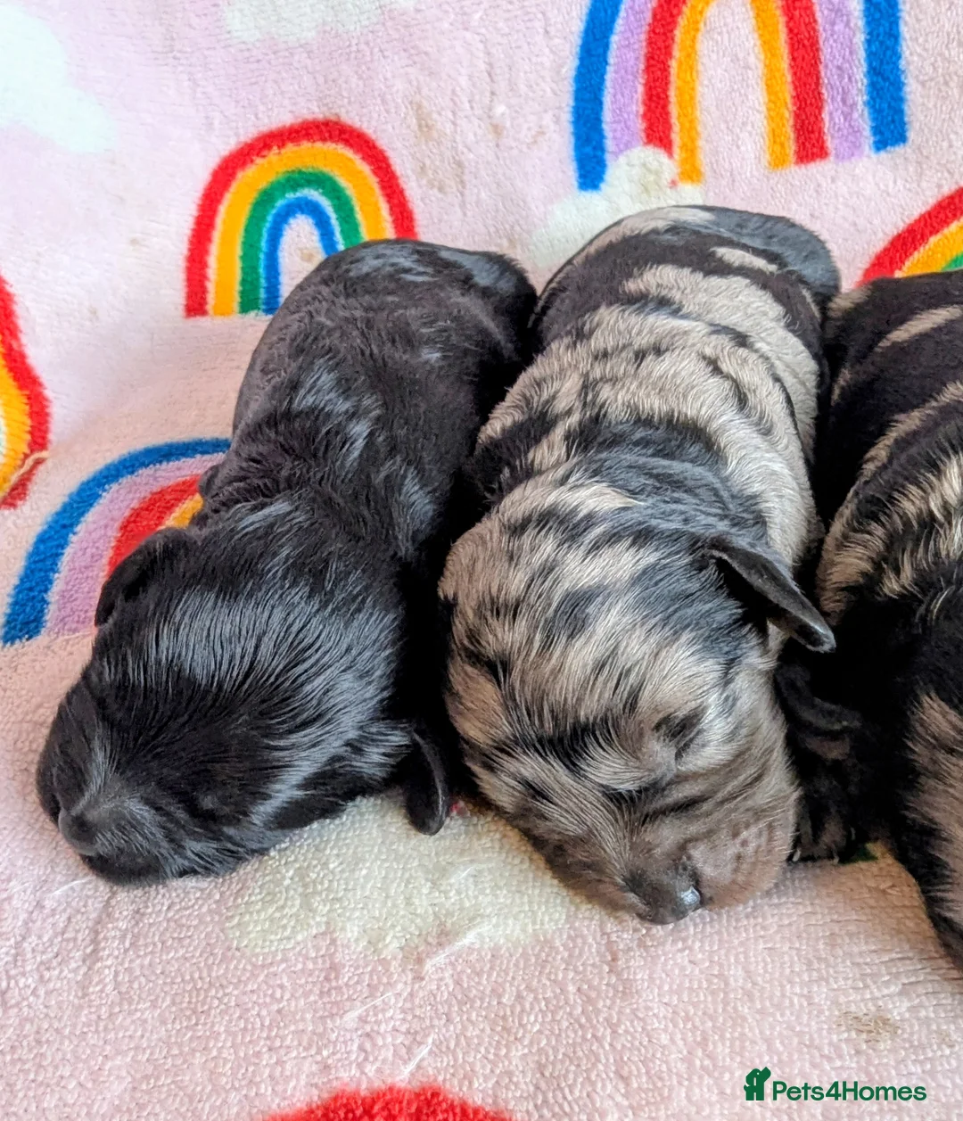 Cavapoo dogs for sale: DNA health tested Merle Cavapoos - Advert 19