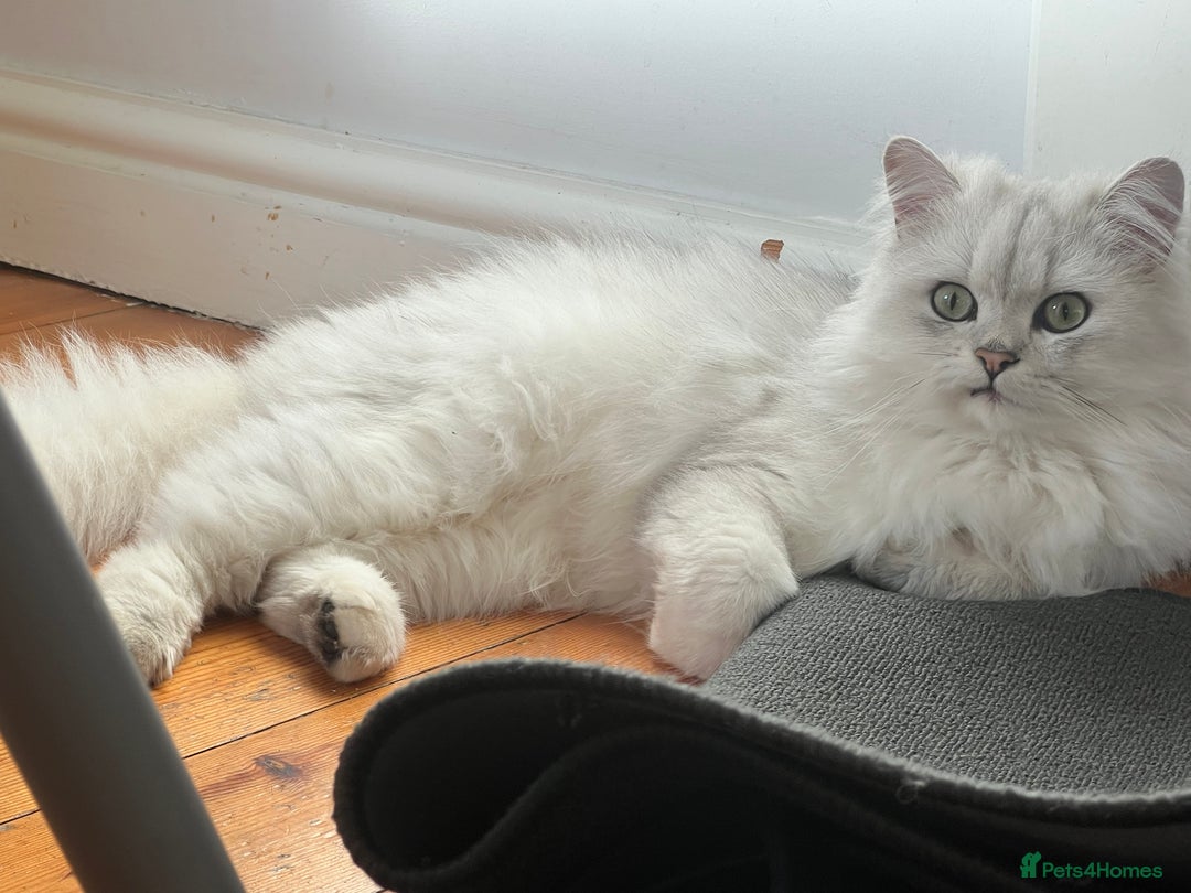 Persian cats for sale: PERSIAN CHINCHILLA - Advert 9