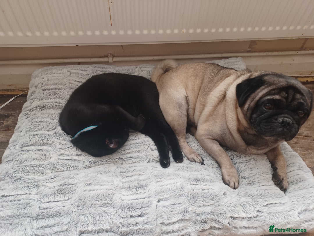 Pug dogs for stud: Pug for stud  - Image 1