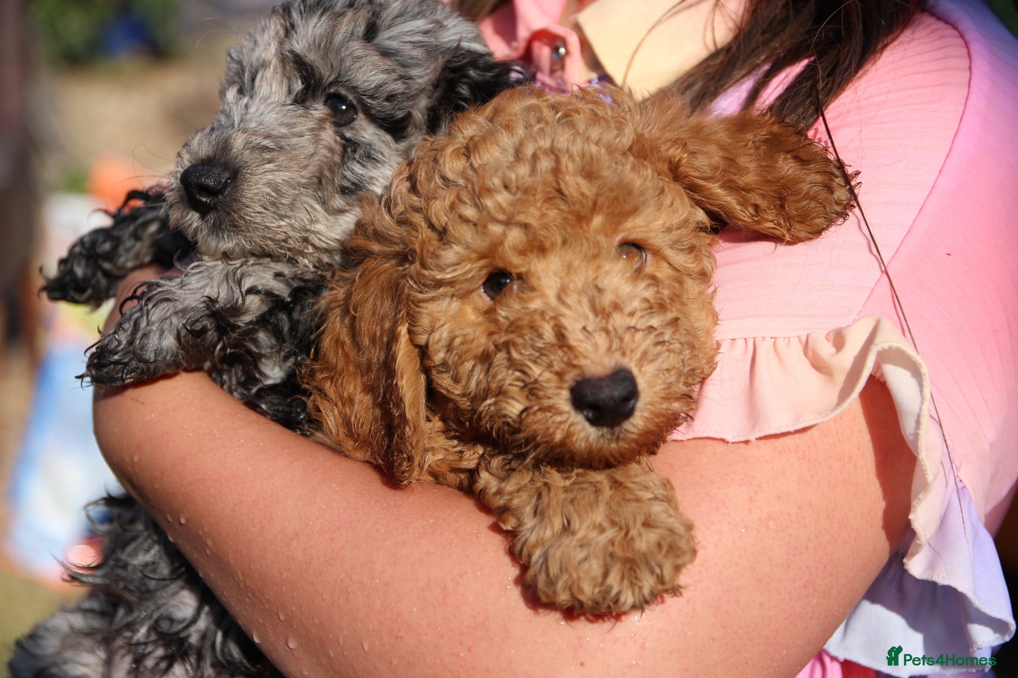Cockapoo dogs F1b cockapoo babies ready now  - Advert 3