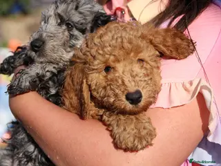 Cockapoo dogs F1b cockapoo babies ready now - Advert 3