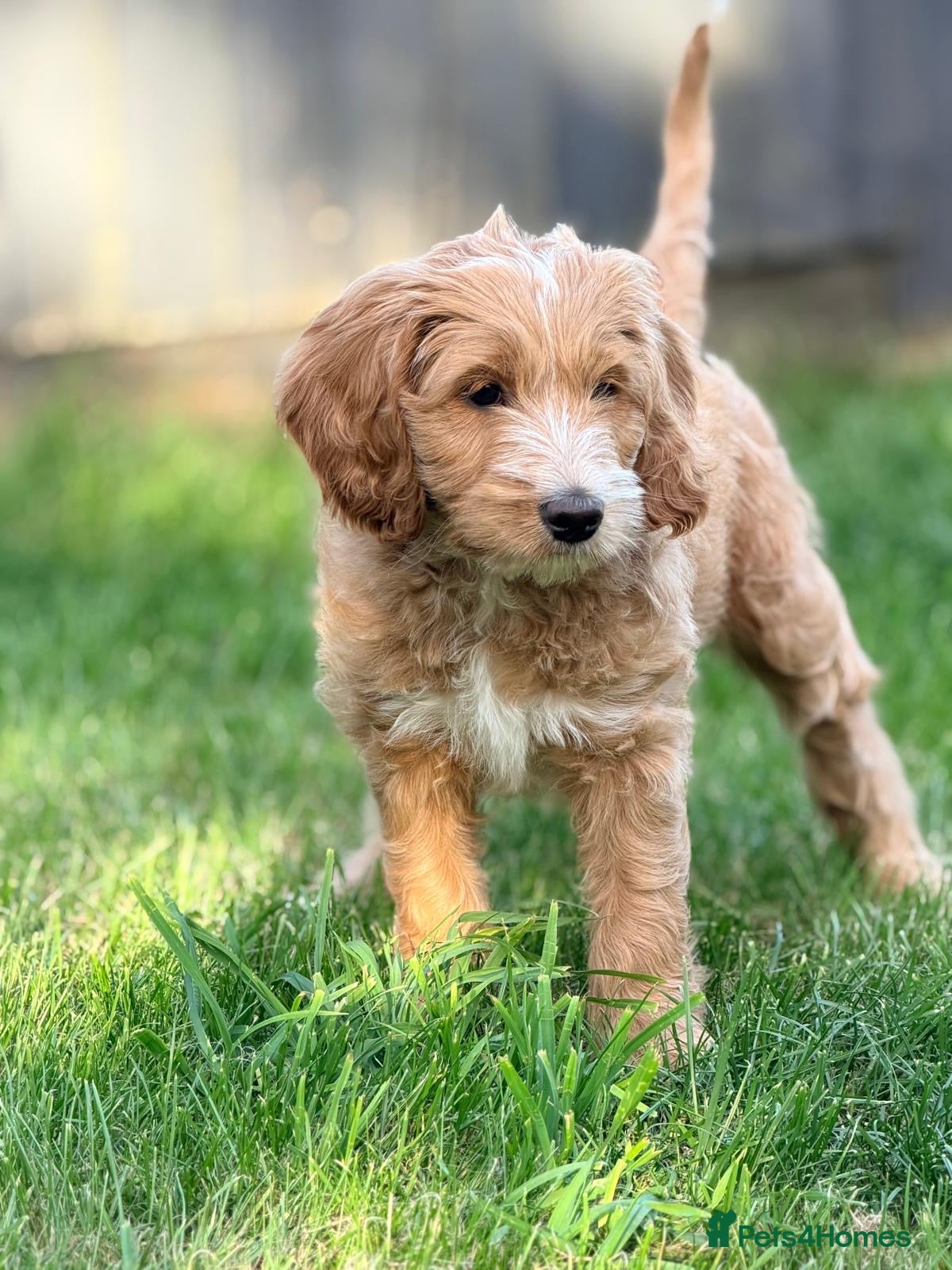 Australian Labradoodle dogs Doodle Bonkers - Advert 2